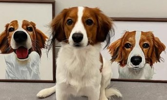 デコピンの2歳の誕生日