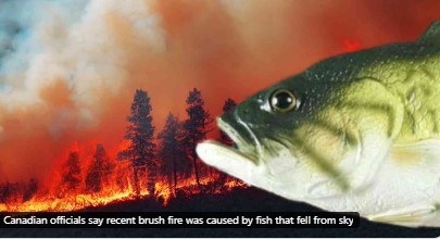 山火事の犯人は魚