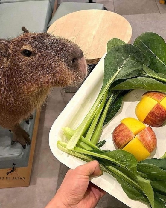 日本にはカピバラカフェがある