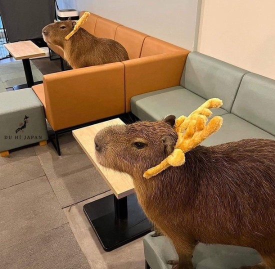 日本にはカピバラカフェがある