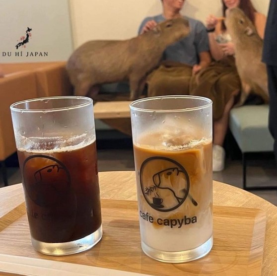 日本にはカピバラカフェがある