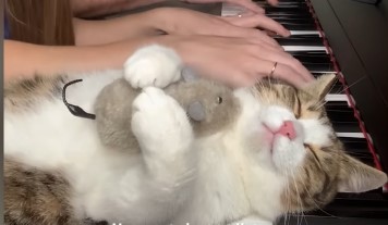 ピアノ　猫　