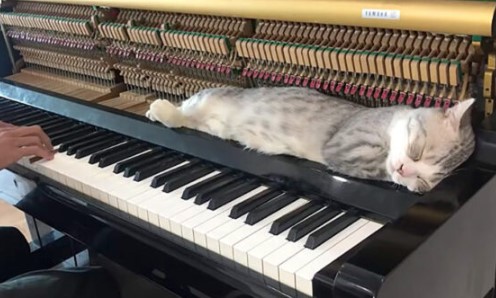 ピアノ　眠る　猫