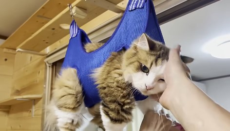 猫爪切り　ハンモック